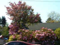 Front_yard_dogwood.JPG (402795 bytes)