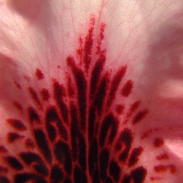 Red Flame, Rhody rhododendron