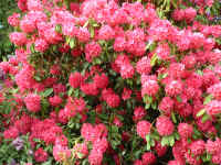 Rhododendron-016.JPG (401077 bytes)